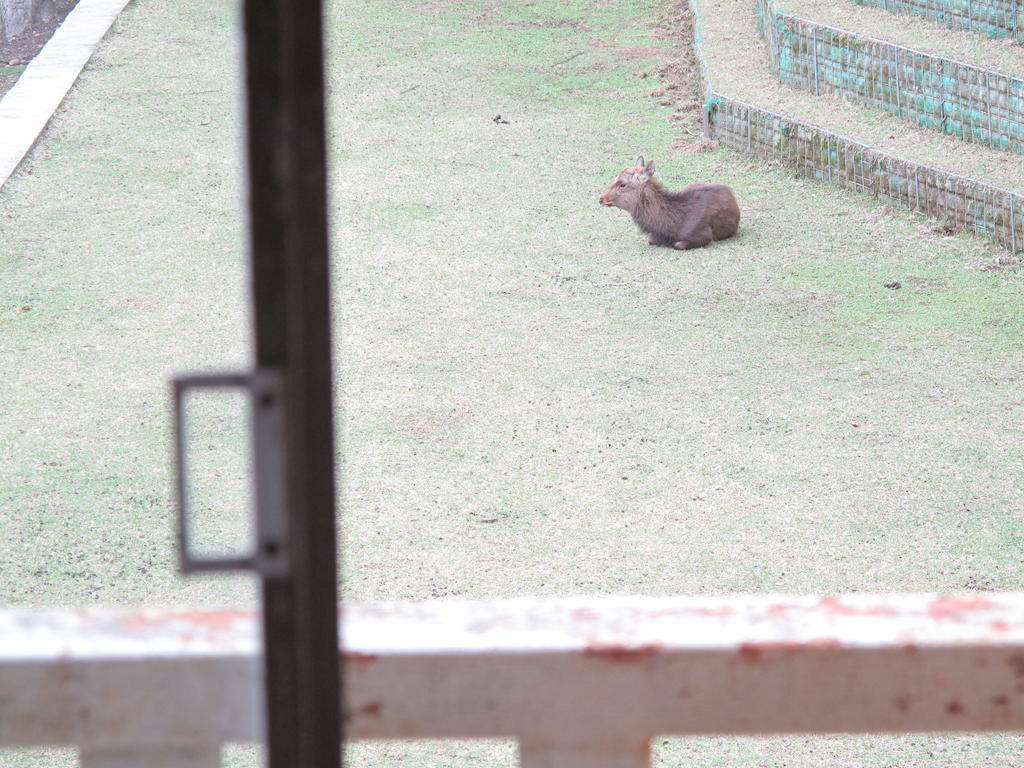 The Deer Park Inn Nara Room photo