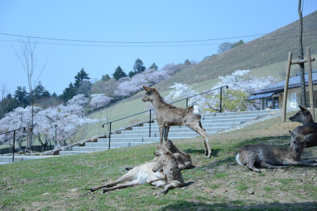 The Deer Park Inn Nara Exterior photo